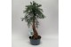 Araucaria Bonsai in teeltpot 