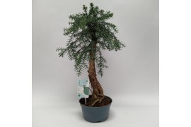 Araucaria Bonsai in teeltpot