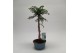 Araucaria Bonsai in teeltpot 