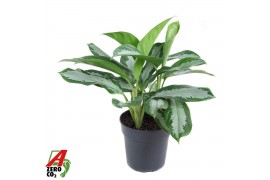 Aglaonema Silver Moon