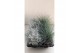 Leucophyta festuca mix 