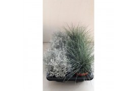 Leucophyta festuca mix
