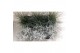Leucophyta festuca mix 