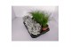 Leucophyta festuca mix 
