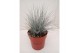Festuca glauca 