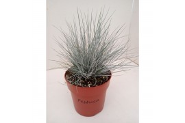 Festuca glauca