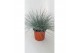 Festuca glauca 