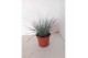 Festuca glauca 