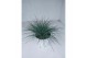 Festuca glauca 