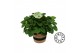 Peperomia albovittata rana verde in jutte mand must have 