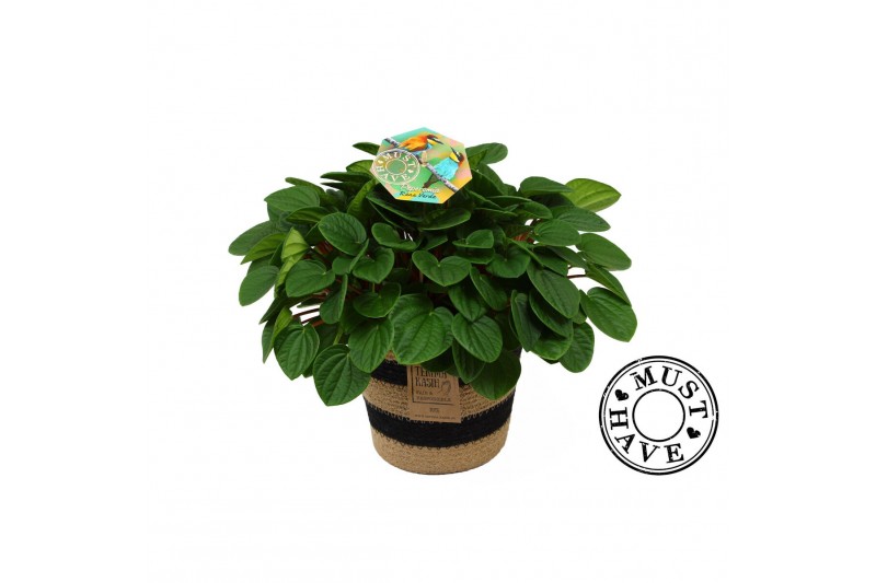 Peperomia albovittata rana verde in jutte mand must have Peperomia albovittata rana verde in jutte mand must have