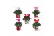 Cyclamen pers. midi super serie allure Collectie "Craft World" Cyclame 