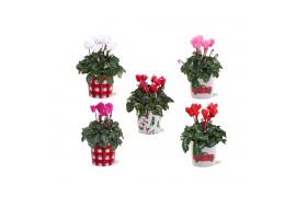 Cyclamen pers. midi super serie allure Collectie "Craft World" Cyclame