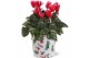 Cyclamen pers. midi super serie allure Collectie "Craft World" Cyclame 