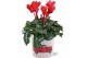Cyclamen pers. midi super serie allure Collectie "Craft World" Cyclame 