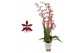 Oncidium cherry baby 3 tak 