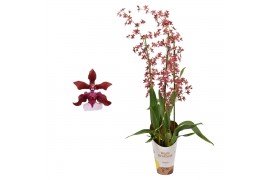 Oncidium cherry baby 3 tak