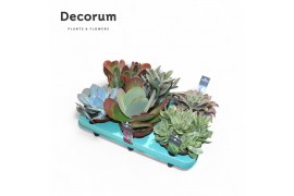 Succulenten Succulenten Mix (9spc.) (decorum)