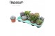 Succulenten Succulenten Mix (9spc.) (decorum) 