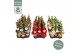 Chamaecyparis lawsoniana ellwoodii Christmas Friends® 