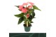 Anthurium Andr. Melito 