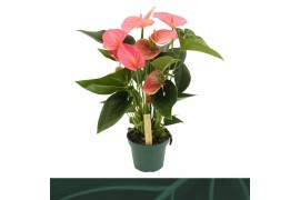 Anthurium Andr. Melito
