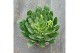 Lewisia mountain dreams mix 