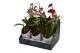 Oncidium mix 1-2 tak in showdoos met potcover 
