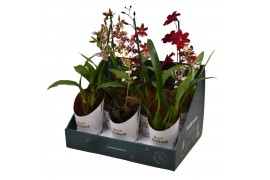 Oncidium mix 1-2 tak in showdoos met potcover