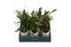 Oncidium mix 1-2 tak in showdoos met potcover 