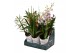 Orchidee mix 3 tak in showdoos 