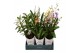Orchidee mix 3 tak in showdoos 