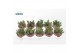 Euphorbia enopla 