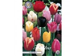 Bollen droog tulipa Tulip Triumph Mixed x10 12/+ overig pp