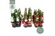Chamaecyparis lawsoniana ellwoodii Christmas Friends® 