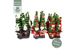 Chamaecyparis lawsoniana ellwoodii Christmas Friends®