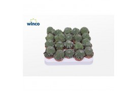 Rebutia muscula Sulcorebutia Heliosoides