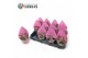 Succulenten Kalanchoe Pink Butterfly (sierra) 