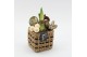 Arrangementen hippeastrum HICR-2521W Kerst Amaryllis 1 pp 