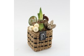 Arrangementen hippeastrum HICR-2521W Kerst Amaryllis 1 pp