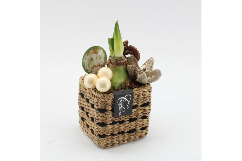 Arrangementen hippeastrum HICR-2521W Kerst Amaryllis 1 pp Arrangementen hippeastrum HICR-2521W Kerst Amaryllis 1 pp