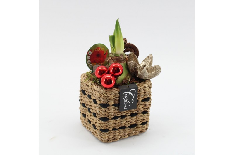 Arrangementen hippeastrum HICR-2521R Kerst Amaryllis 1 pp Arrangementen hippeastrum HICR-2521R Kerst Amaryllis 1 pp