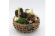 Arrangementen hippeastrum HICR-2522W Kerst Amaryllis 2 pp 