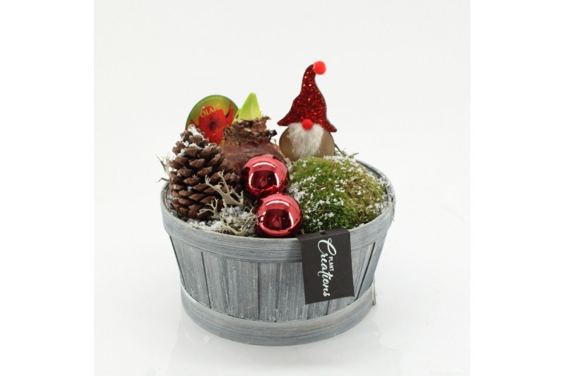 Arrangementen hippeastrum HICR-2532R Kerst Amaryllis 1 pp Arrangementen hippeastrum HICR-2532R Kerst Amaryllis 1 pp