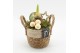 Arrangementen hippeastrum HXFD-2507W Xmas Amaryllis Fundamentals 1 pp 