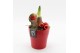 Arrangementen hippeastrum HXFD-2504R Xmas Amaryllis Fundamentals 1 pp 