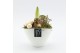 Arrangementen hippeastrum HXFD-2506W Xmas Amaryllis Fundamentals 1 pp 