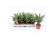 Sansevieria cylindrica tough lady 