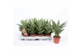 Sansevieria cylindrica tough lady