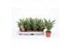 Sansevieria cylindrica tough lady 